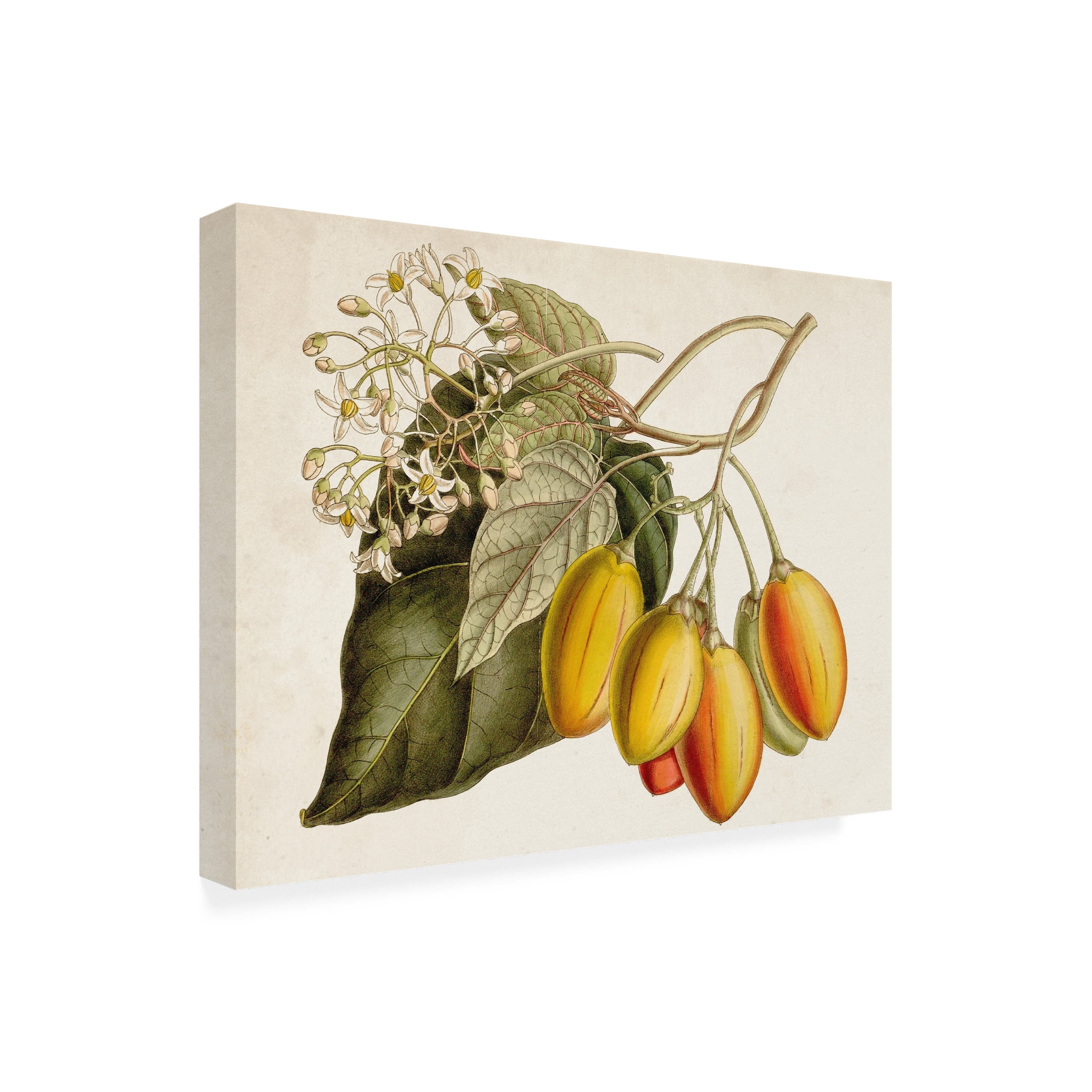 Curtis 'Tropical Foliage and Fruit IV' Canvas Art