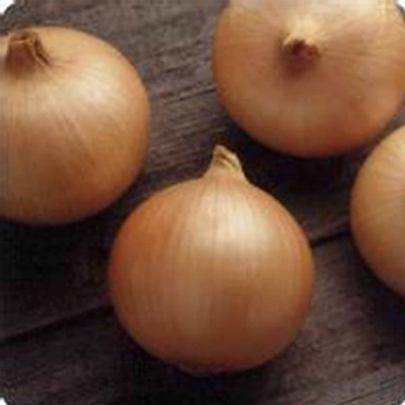 Candy Hybrid Onion Garden Seeds - 1000 Seeds - Non-GMO, Vegetable Gardening Seeds