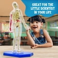 thumbnail image 5 of Modelo de cuerpo humano Thames & Kosmos Ooze Labs con órganos, 5 of 5