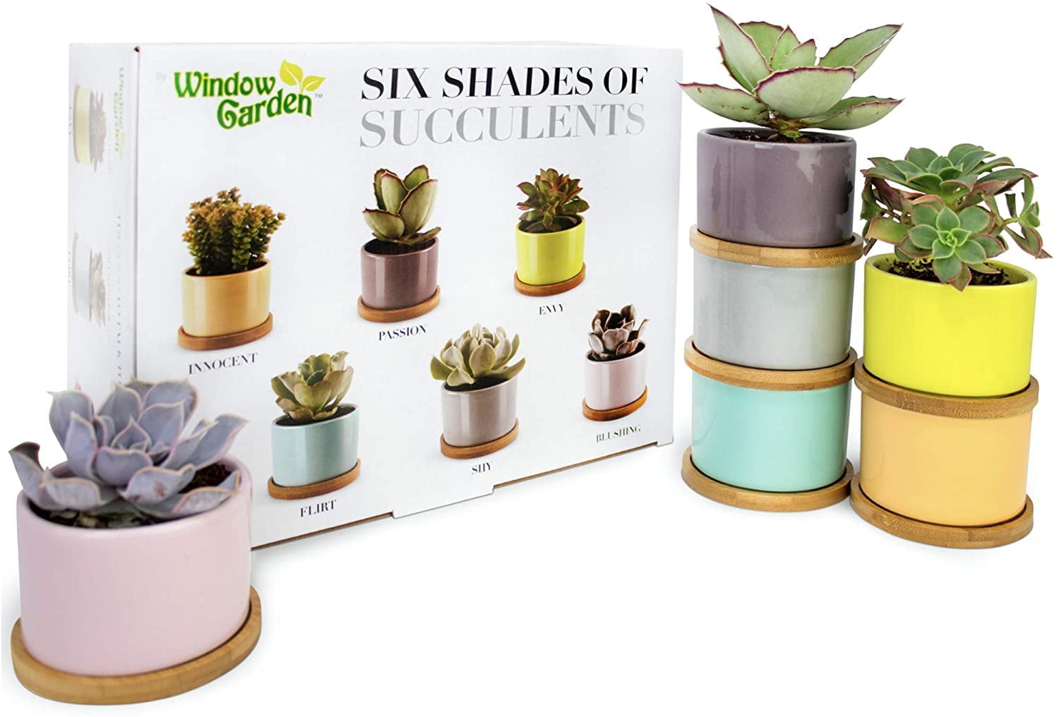Window Garden Six Shades of Succulents Planter Pots Slip Your Plants Into  Something More 