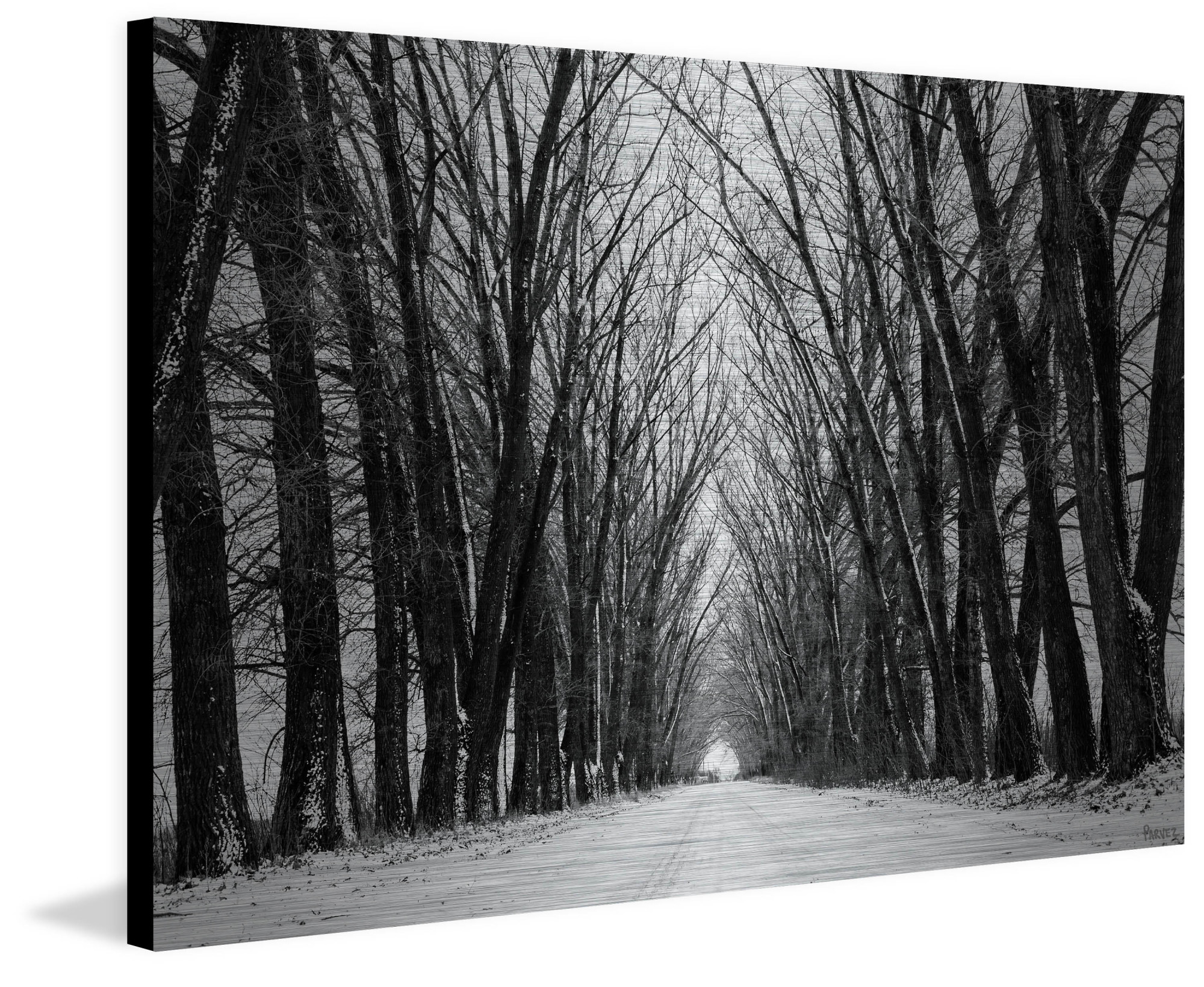Parvez Taj Pt-Wnpw-76-Al-45 30" x 45" "Rows Of Trees" Art Print On Aluminum