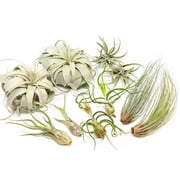 Pack of Large Tillandsia Air Plants - Xerographica, Juncea, Bulbosa, Caput Medusae & Harrisii- Live Succulent House Plants Availabe in Wholesale and Bulk- (Pack of 10)