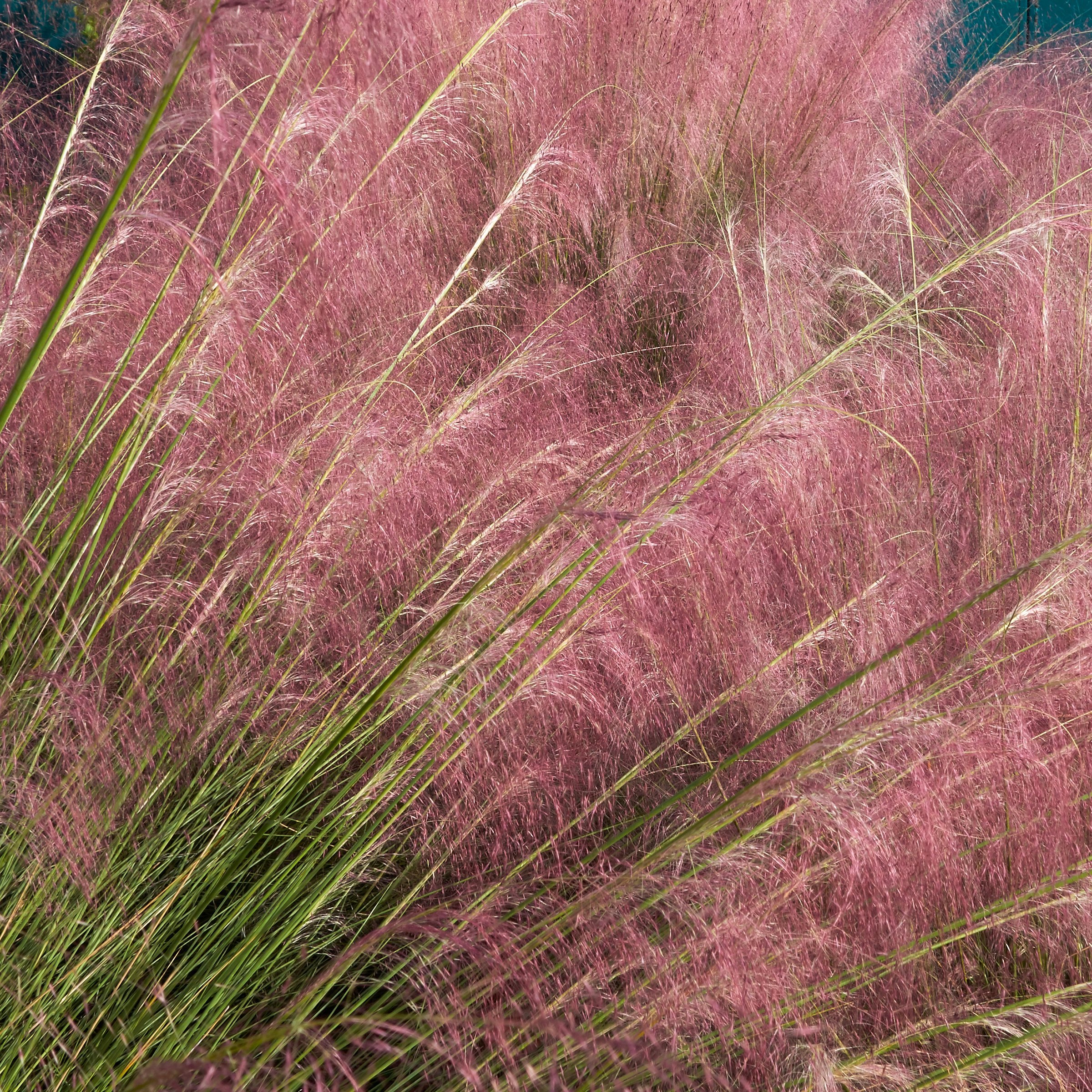 National Plant Network 2.5 in. Pink Muhly (3-Pack)