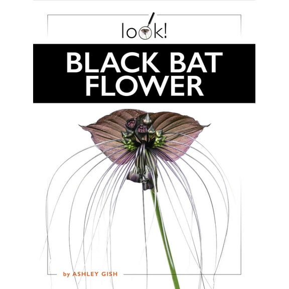 Black Bat Flower, (Paperback)