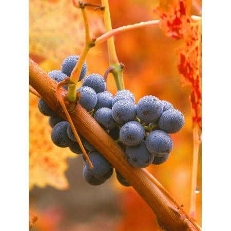 Napa Valley Cabernet - Dew on Cabernet Grapes, Napa Valley Wine Country, California, USA Print Wall Art By John Alves