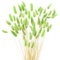 thumbnail image 7 of Uxcell 60-Pack Bunny Tails Grass 17 Inch Fluffy Rabbit Tail Grass Dried Flowers for Home/Wedding [Green], 7 of 7