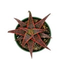 thumbnail image 4 of Ragnaroc 12" Red Aloe Christmas Carol in 4” Grower Pot, 4 of 4