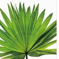 thumbnail image 3 of Cuadro decorativo de pared con impresión en lienzo sin marco de hojas de plantas verdes. Palmetto Leaf L, 3 of 9