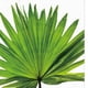 thumbnail image 3 of Cuadro decorativo de pared con impresión en lienzo sin marco de hojas de plantas verdes. Palmetto Leaf L, 3 of 9