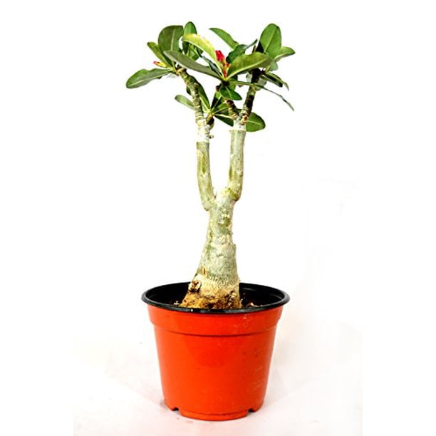 9greenbox Black Fire Desert Rose Walmart Com Walmart Com