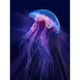 thumbnail image 3 of Hunziker, Steve 15x18 Black Modern Framed Museum Art Print Titled - Peri Gelatinous II, 3 of 5