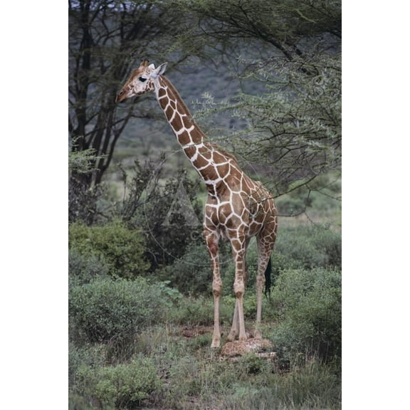 Giraffe Standing in the Trees, Animals Unframed Photographic Print Wall Art by DLILLC Sold by ArtCom