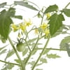 Proven Winners® 1.56PT Green Vegetable Tomato Garden Gem Live Plants with Logo Pot