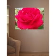 thumbnail image 2 of Sumerlin Red Crimson Rose Glossy Poster, 2 of 2