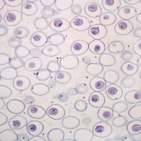Ascaris Mitosis Slide, Hematoxylin