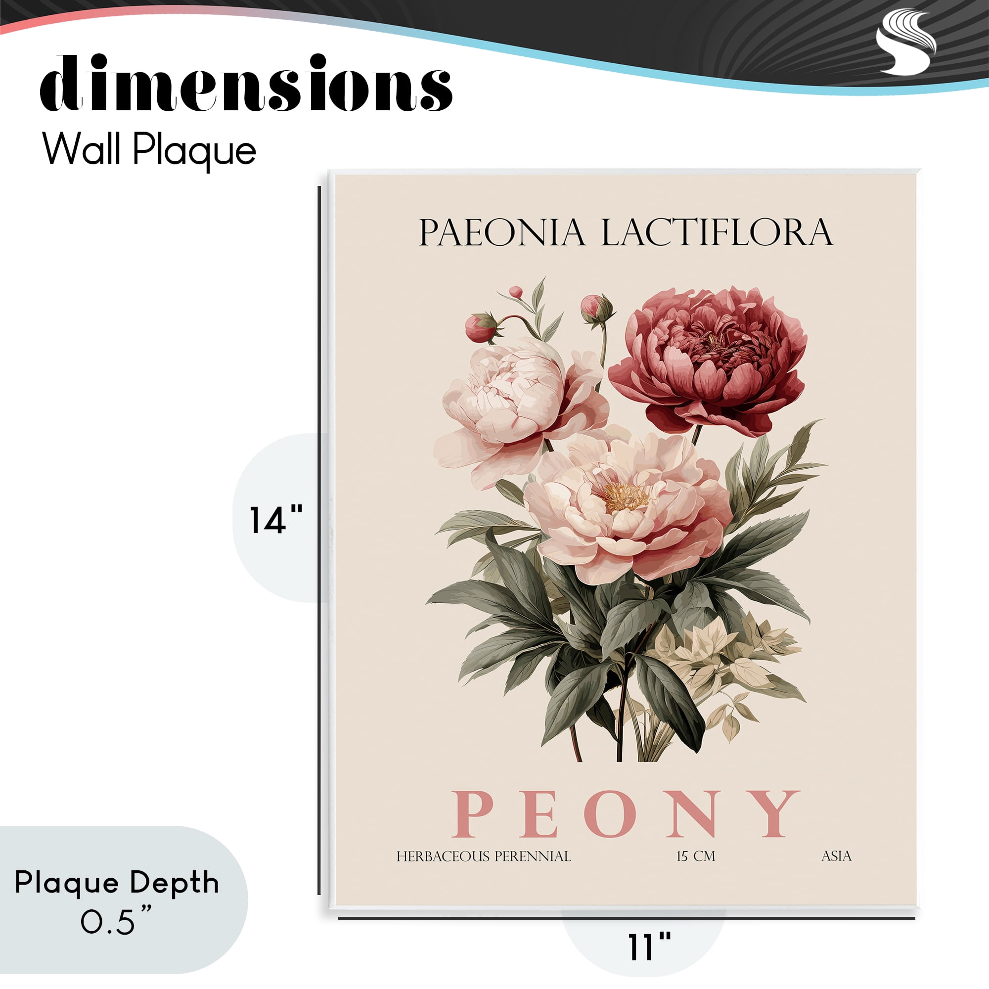 Stupell Industries Natural Peony Bundle Wall Plaque Art, design by Christopher Giampietro