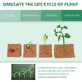 thumbnail image 4 of Modelo De Ciclo De Crecimiento De Plantas De Frijol Verde, Ciclo De Vida De Plantas, Juguete Educativo De Evolución Para Niños matsuzay FN005936-00, 4 of 6