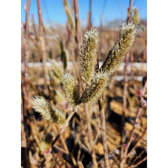 Mt. Aso Pussy Willow