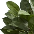 thumbnail image 2 of Nearly Natural Plastic 23" Oak Ficus Artificial Plant, Green, 2 of 3