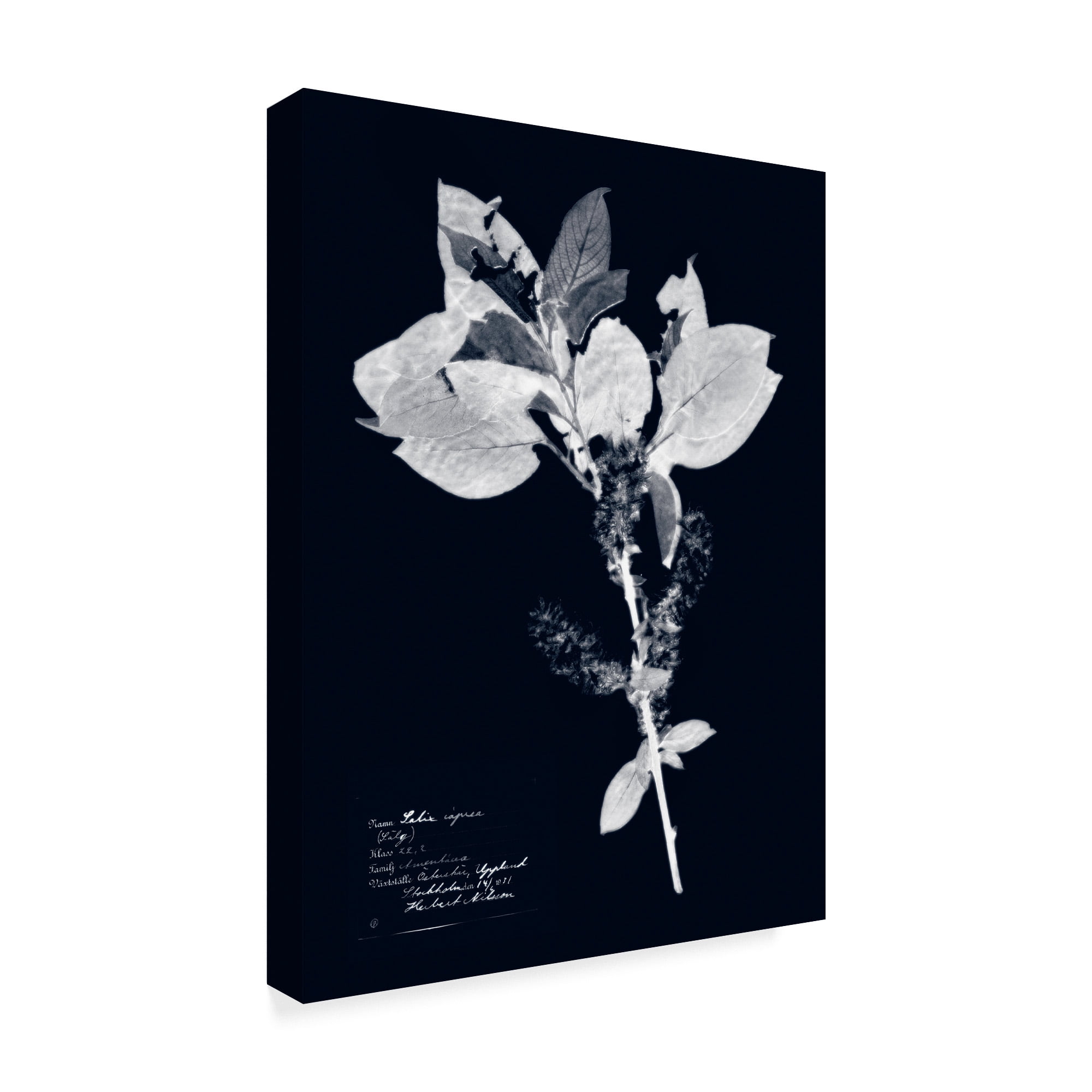 Trademark Fine Art 'Impressions on Indigo I' Canvas Art by Vision Studio