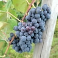 thumbnail image 2 of Fredonia Grape Vine, Deciduous Fruit Bearing Plant, grown in a 2 Gallon Pot (1-Pack), 2 of 4