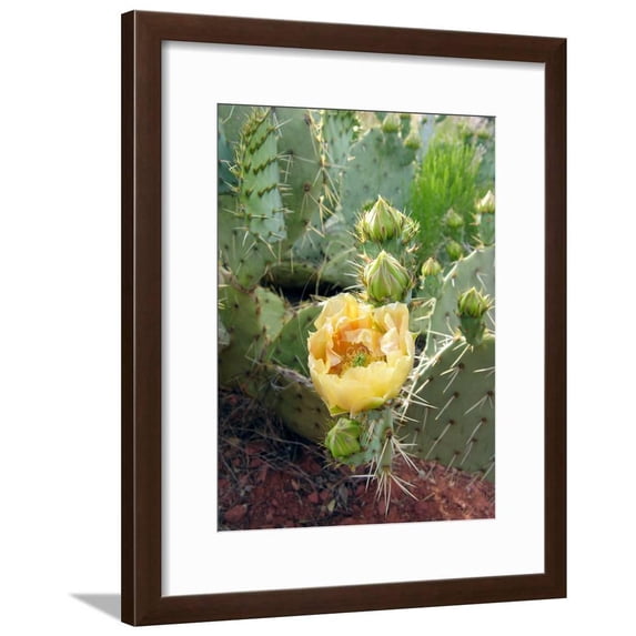 Prickly Pear Cactus Opuntia Sp, Botanical Scenic World Culture Framed Art Print Wall Art by Tony Craddock Sold by Art.Com