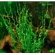 thumbnail image 1 of Espada del Vesubio (Echinodorus Angustifolia) - Planta de acuario viva, 1 of 1