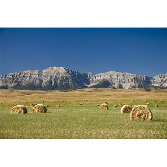 Field of Hay Bales Alberta Canada Poster Print, Large - 34 x 22