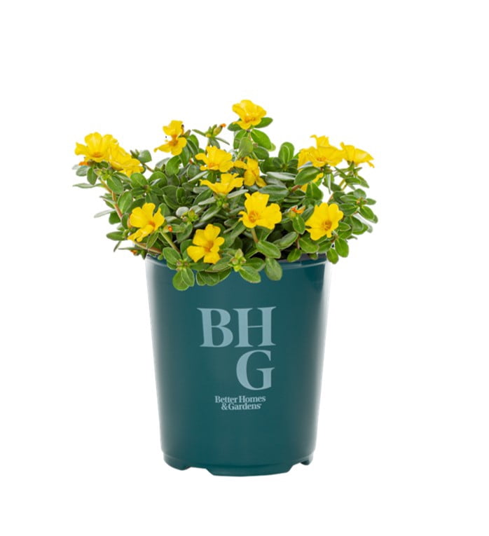 Better Homes & Gardens 1.5PT Yellow Purslane Live Annual Plant Sun 5-Pack