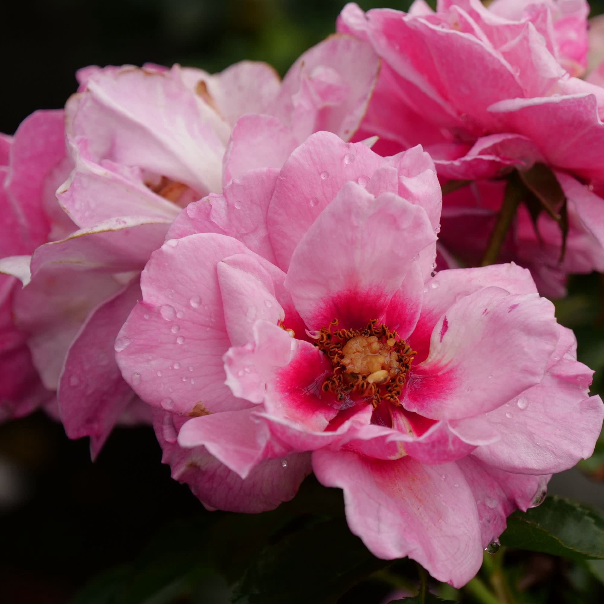 Proven Winners ColorChoice 5" Ringo Double Pink Rose Live Plant in 4.5" Pot (4 Count)