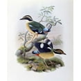 thumbnail image 2 of Gould, John 20x23 White Modern Wood Framed Museum Art Print Titled - Bengal Pitta, 2 of 4