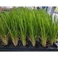 thumbnail image 3 of ( 1 ) - Pink Pampas Grass - Starter Plant ( 4m ) ( 1 live plant ), 3 of 4