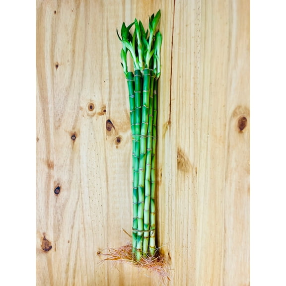Live Lucky Bamboo 18” Plants