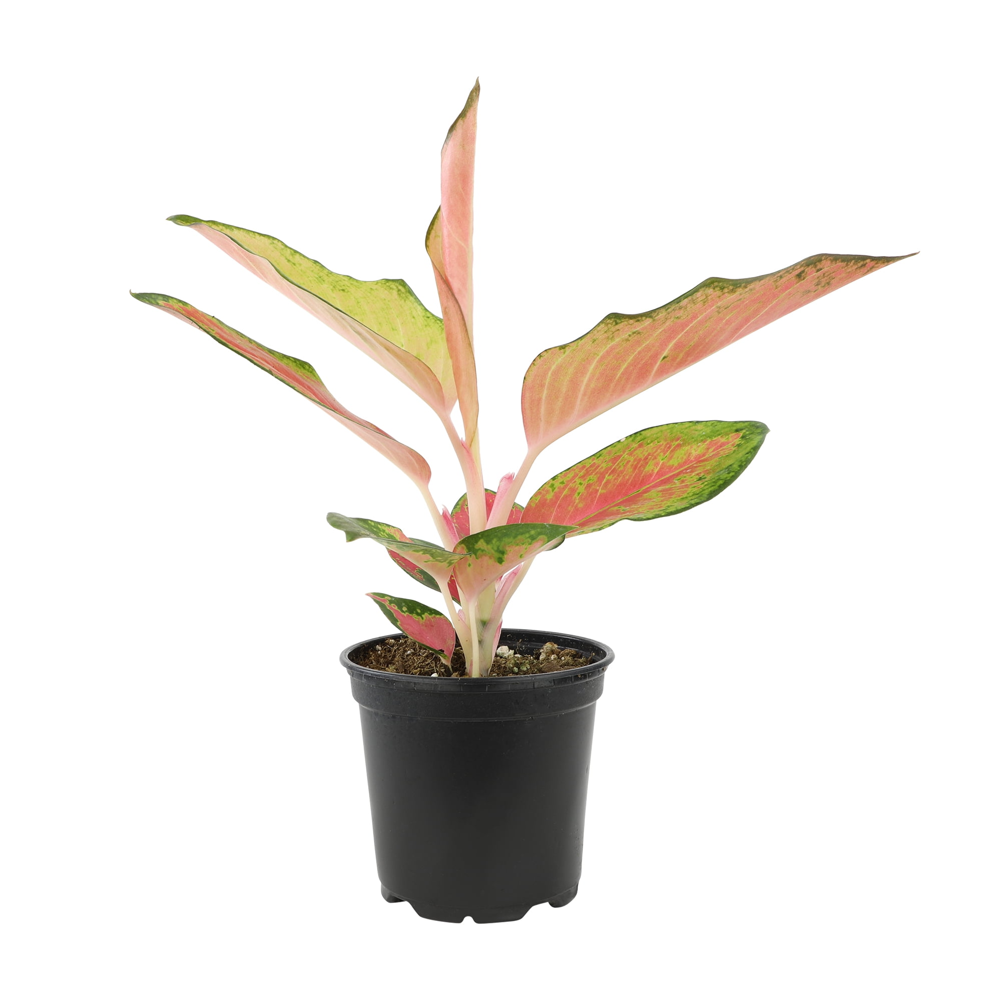 Red Aglaonema Evergreen | 4.25" Grow Pot | Easy Live Plant | Filtered Sun | Element by Altman Plants