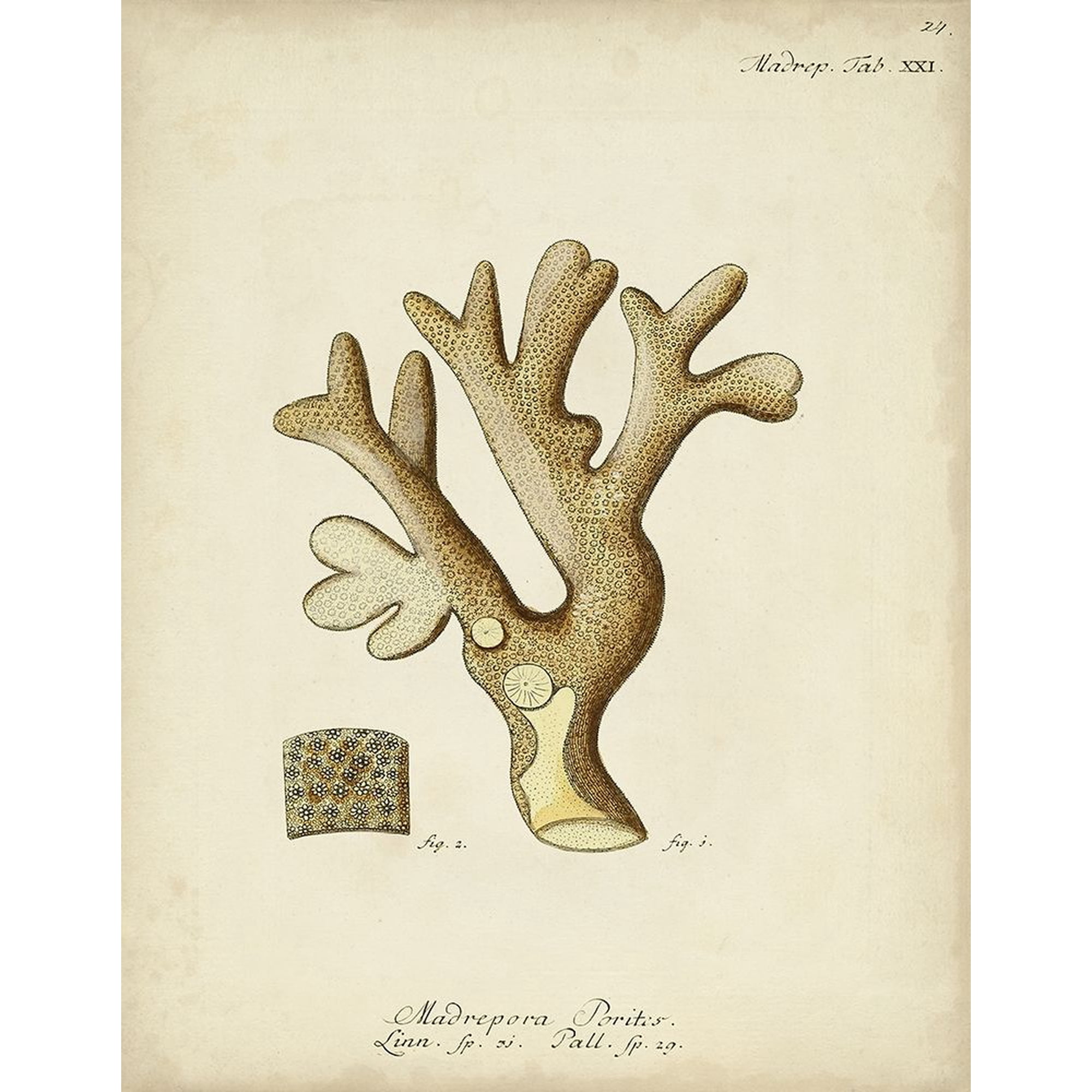 Ecru Coral II Poster Print - Johann Esper (24 x 36)