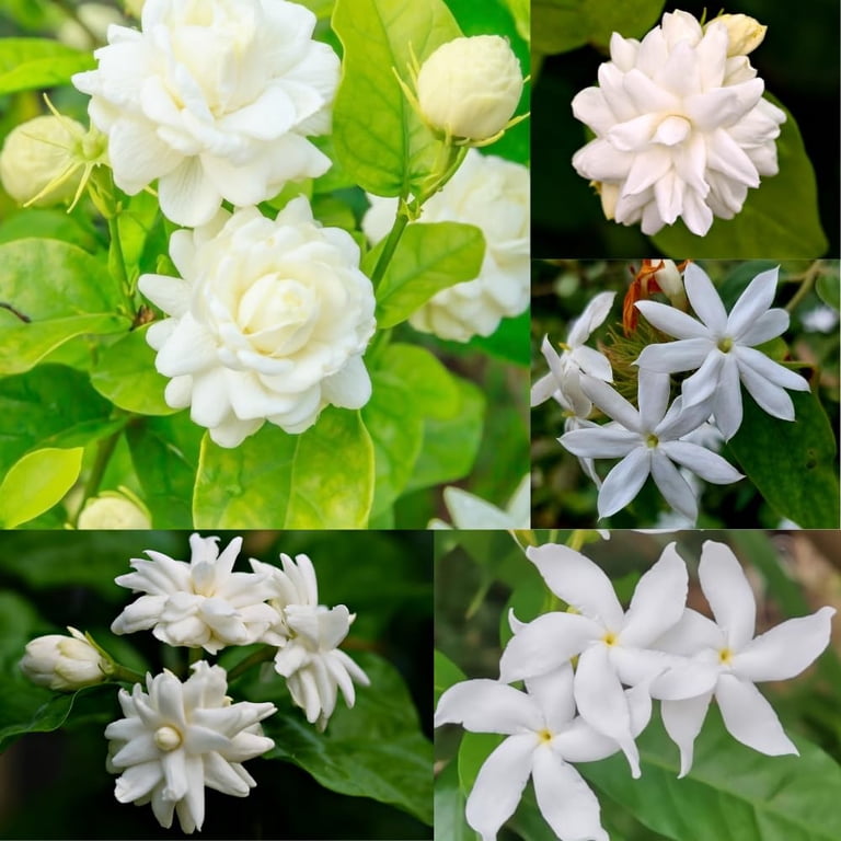 2 Mix Jasmine Plants, 4-8 Inch Fragrant Jasmine Flower Plant, Well
