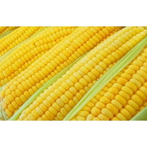 100+ Incredible Corn Seeds - Grow Tasty Sweet Corn - Big Yielder