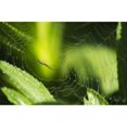 thumbnail image 2 of A spider waits in her web; Astoria, Oregon, United States of America Poster Print (19 x 12), 2 of 2