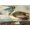 Unframed, variant on Art.com Brown Pelican Stretched Canvas Print Wall Art by John James Audubon, 18" x 12"