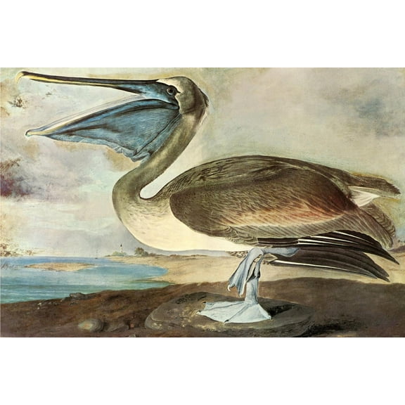Art.com Brown Pelican Art Print by John James Audubon, 24" x 16"