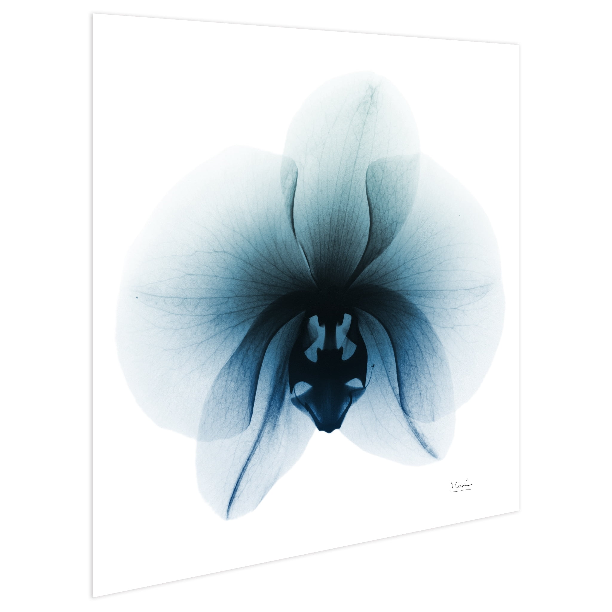 Empire Art Direct Glacial Orchid Frameless Free Floating Tempered Glass Panel Graphic Flower Wall Art, 38" x 38" x 0.2", Ready to Hang