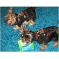 thumbnail image 5 of Suéter para perros, suéter para perros de invierno, suéter para perros, patrón de Navidad, chaqueta de invierno de punto, ropa para mascotas, suéter de moda, regalo para perros, negro Xs Rojo Verde Cocina, Decoración y Otros, 5 of 5