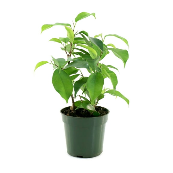 4 in. Ficus Spire Plant in Grower Container (3-Pack)