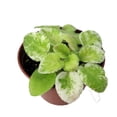 thumbnail image 2 of Dark Kiss Miniature African Violet - 2" Pot - Violet Collector's Series, 2 of 3