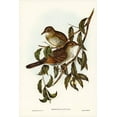 thumbnail image 2 of Gould, John 11x14 Black Ornate Wood Framed with Double Matting Museum Art Print Titled - Moutain Thrush-Oreocincla lunulata, 2 of 4