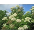 thumbnail image 2 of RedCrocus American Elderberry Sambucus Canadensis &mdash; Fragrant White Flowers, Edible Berries, Native Shrub for Garden, Pollinator-Friendly, Container Use  1 Gallon, 2 of 40