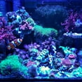 thumbnail image 4 of ABI 12W Tuna Blue LED Bulb Coral Reef Optimized Spectrum PAR38, 4 of 9