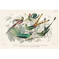thumbnail image 2 of Wild Apple Portfolio 32x23 Black Ornate Wood Framed with Double Matting Museum Art Print Titled - Hummingbirds Chart, 2 of 4