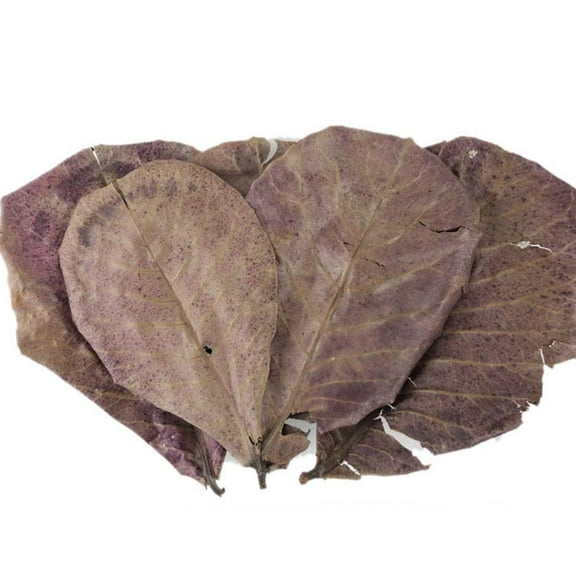 10 Pieces Indian Almond Leaves Beneficial Leaf For Shrimps Betta Tropical Fish