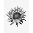 thumbnail image 3 of Straatsma, Leah 19x24 Black Modern Framed Museum Art Print Titled - Sunflower, 3 of 5